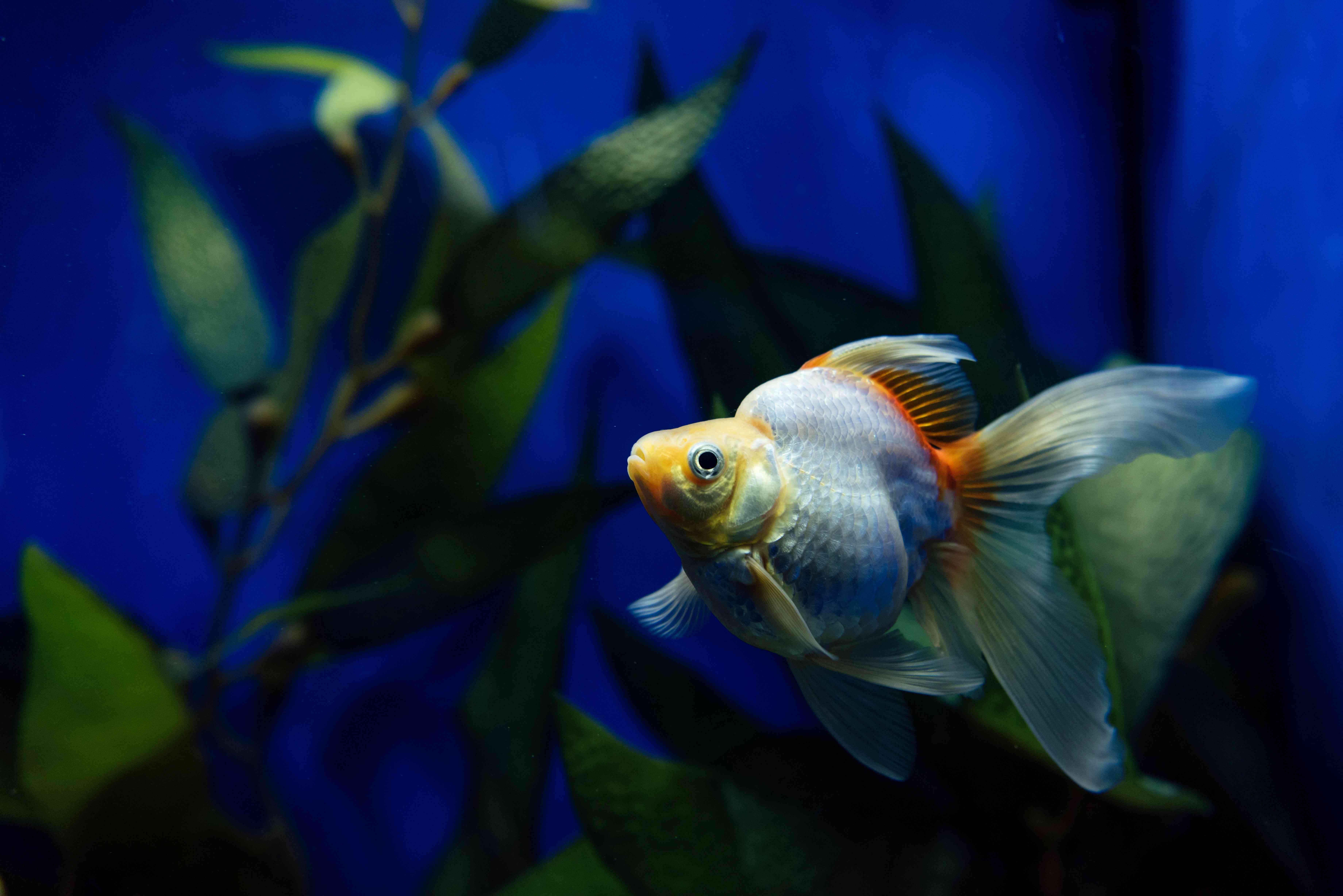 Beautiful healthy fish in a clean aquarium