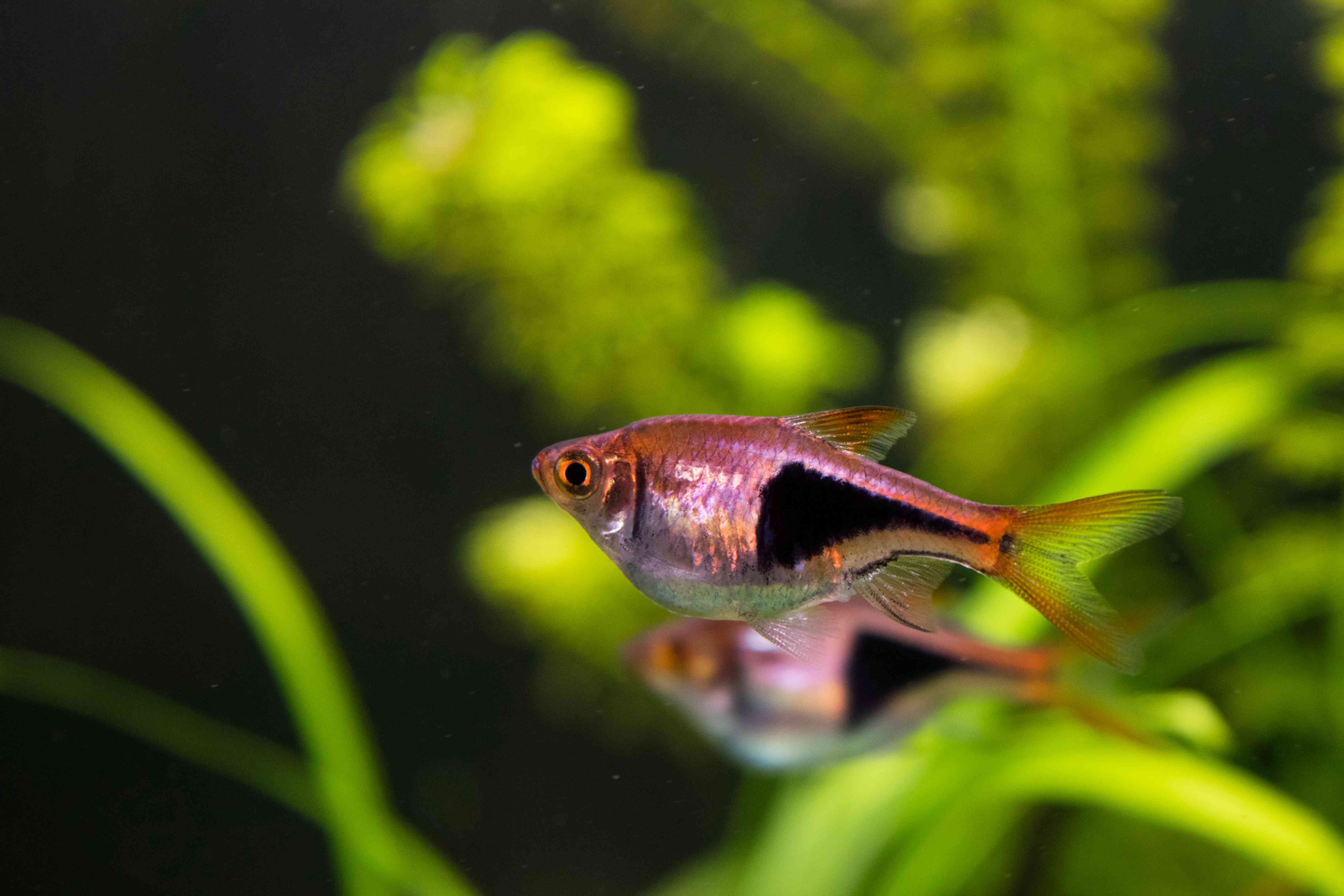 Two colorful fish swimming in crystal clear water
