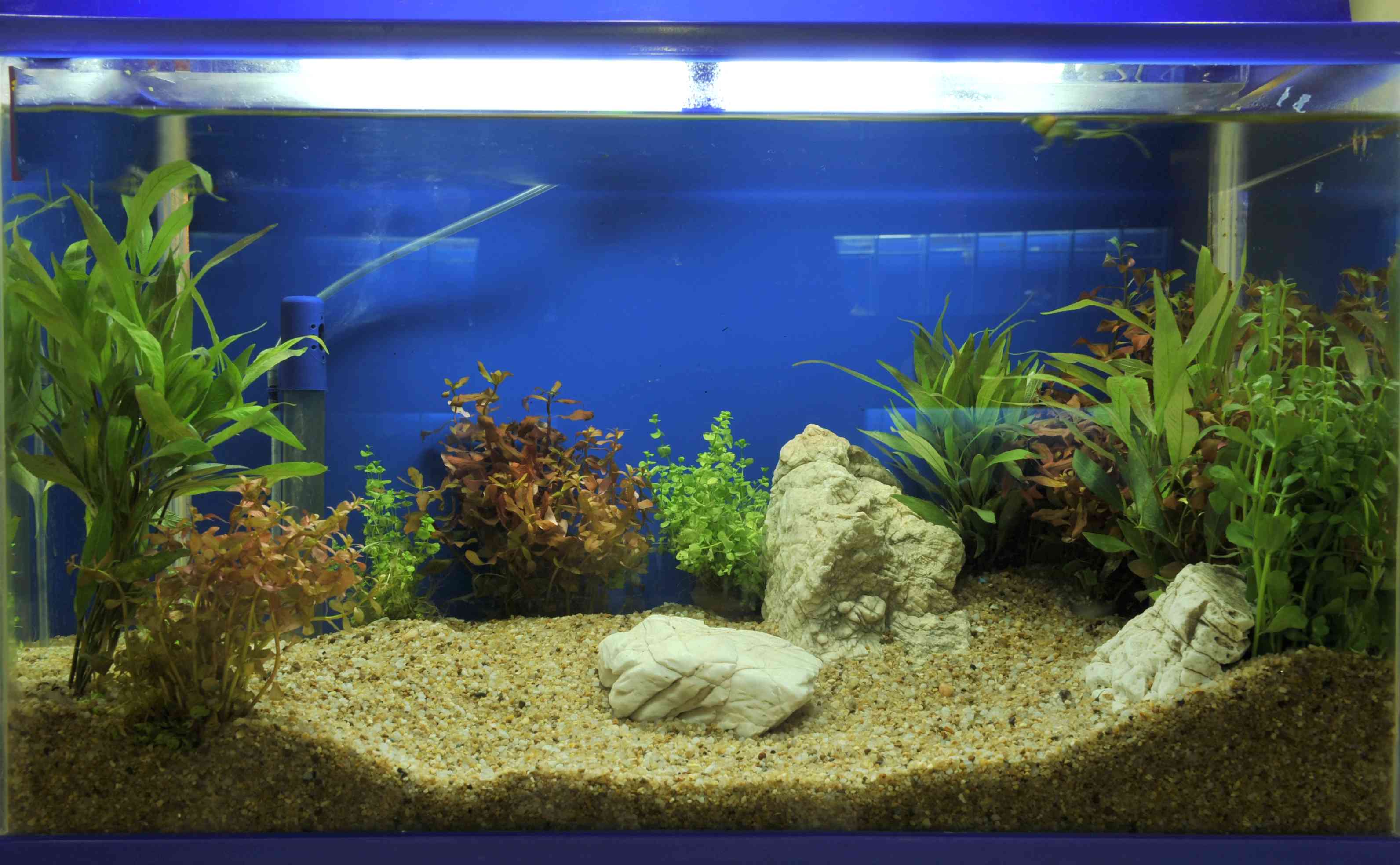 Well-maintained aquarium with lush plants and natural stones